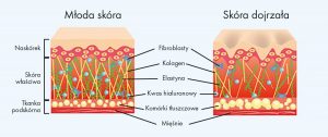 Schemat skóra - stara młoda